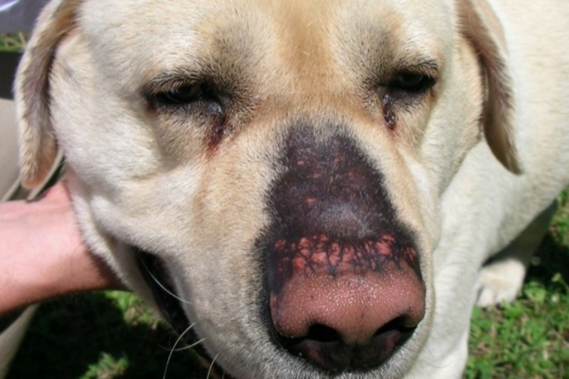 L'Ipotiroidismo nel cane